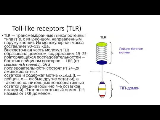 Toll-like receptors (TLR) TLR — трансмембранные гликопротеины I типа (т.е. с NH2-концом, направленным
