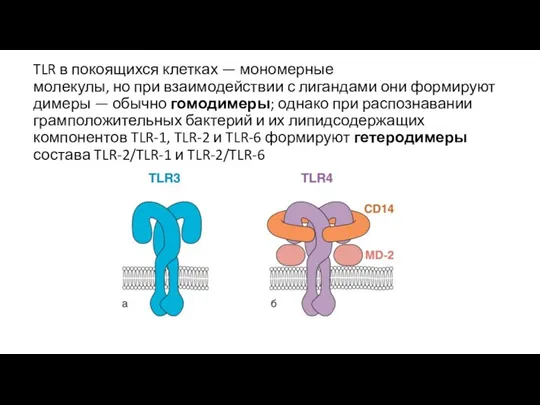 TLR в покоящихся клетках — мономерные молекулы, но при взаимодействии с лигандами они