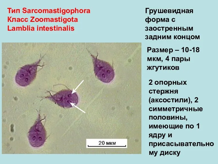 Тип Sarcomastigophora Класс Zoomastigota Lamblia intestinalis Грушевидная форма с заостренным