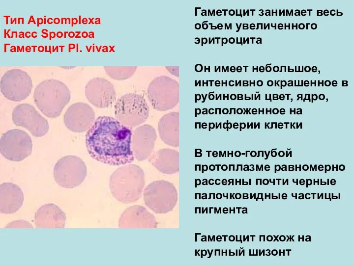 Тип Аpicomplexa Класс Sporozoa Гаметоцит Pl. vivax Гаметоцит занимает весь