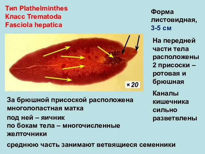 Тип Plathelminthes Класс Trematoda Fasciola hepatica Форма листовидная, 3-5 см