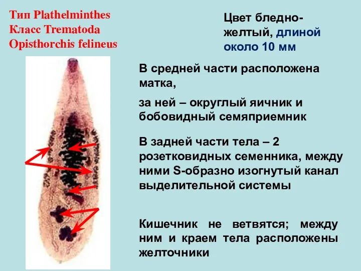 Тип Plathelminthes Класс Trematoda Opisthorchis felineus Цвет бледно-желтый, длиной около