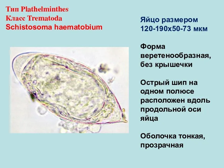 Тип Plathelminthes Класс Trematoda Schistosoma haematobium Яйцо размером 120-190х50-73 мкм