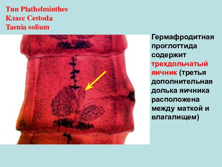 Гермафродитная проглоттида содержит трехдольчатый яичник (третья дополнительная долька яичника расположена