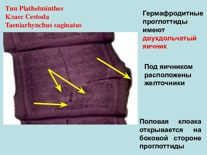 Половая клоака открывается на боковой стороне проглоттиды Тип Plathelminthes Класс