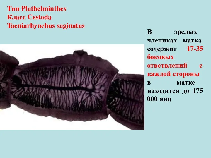 В зрелых члениках матка содержит 17-35 боковых ответвлений с каждой