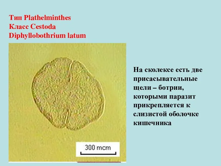 На сколексе есть две присасывательные щели – ботрии, которыми паразит