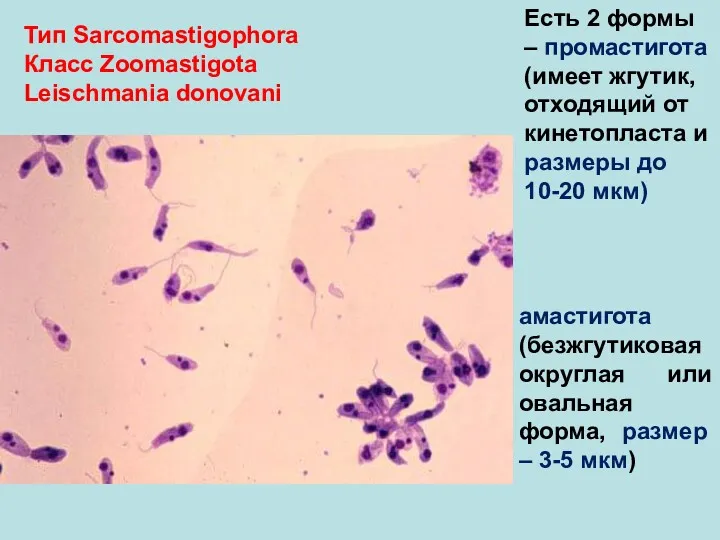 Тип Sarcomastigophora Класс Zoomastigota Leischmania donovani Есть 2 формы –