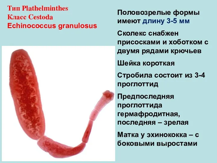 Тип Plathelminthes Класс Cestoda Echinococcus granulosus Половозрелые формы имеют длину