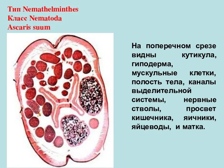 Тип Nemathelminthes Класс Nematoda Ascaris suum На поперечном срезе видны