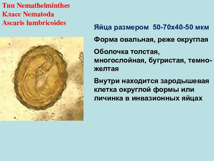 Тип Nemathelminthes Класс Nematoda Ascaris lumbricoides Яйца размером 50-70х40-50 мкм