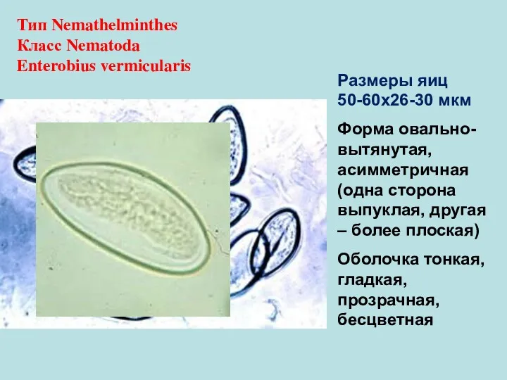 Тип Nemathelminthes Класс Nematoda Enterobius vermicularis Размеры яиц 50-60х26-30 мкм