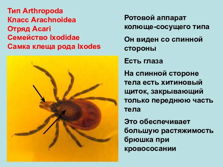 Тип Arthropoda Класс Arachnoidea Отряд Аcari Семейство Ixodidae Самка клеща