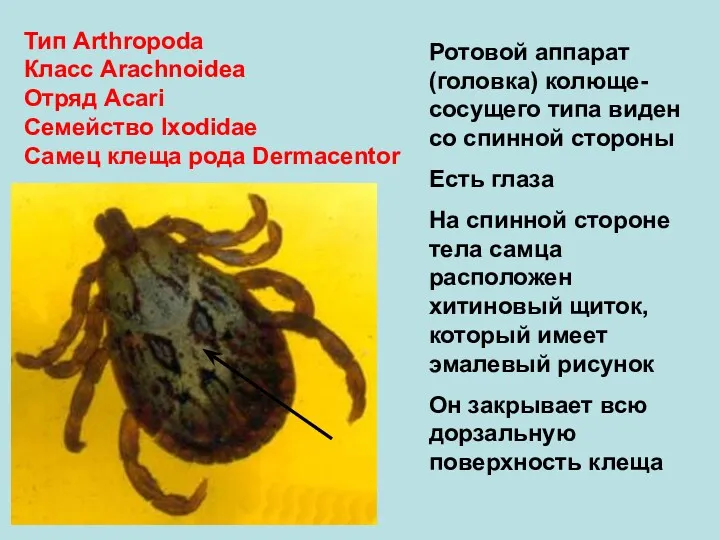 Тип Arthropoda Класс Arachnoidea Отряд Аcari Семейство Ixodidae Самец клеща