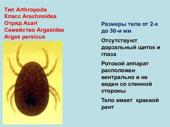 Тип Arthropoda Класс Arachnoidea Отряд Аcari Семейство Argasidae Argas persicus