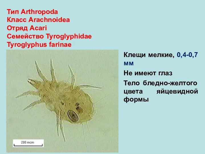 Тип Arthropoda Класс Arachnoidea Отряд Аcari Семейство Tyroglyphidae Tyroglyphus farinae