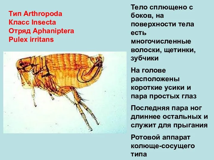 Тип Arthropoda Класс Insecta Отряд Aphaniptera Pulex irritans Тело сплющено