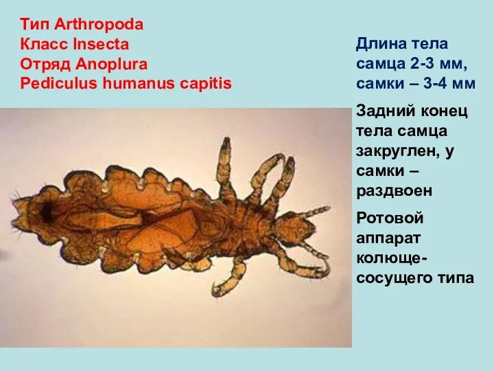 Тип Arthropoda Класс Insecta Отряд Anoplura Pediculus humanus capitis Длина