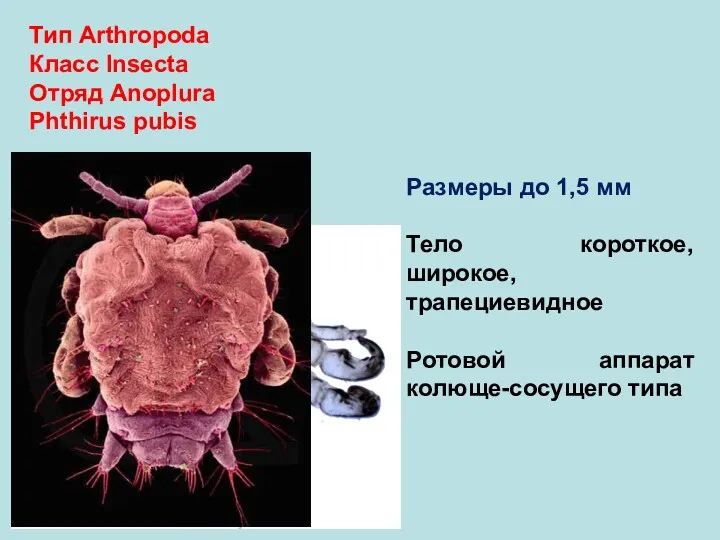 Тип Arthropoda Класс Insecta Отряд Anoplura Phthirus pubis Размеры до