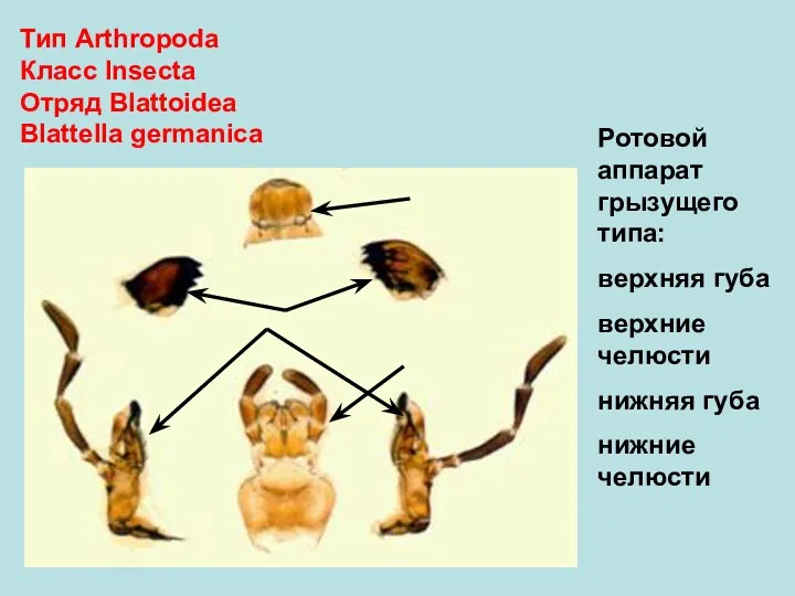 Тип Arthropoda Класс Insecta Отряд Blattoidea Blattеlla germanica Ротовой аппарат