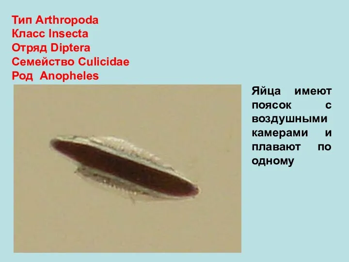 Тип Arthropoda Класс Insecta Отряд Diptera Семейство Culicidae Род Anopheles
