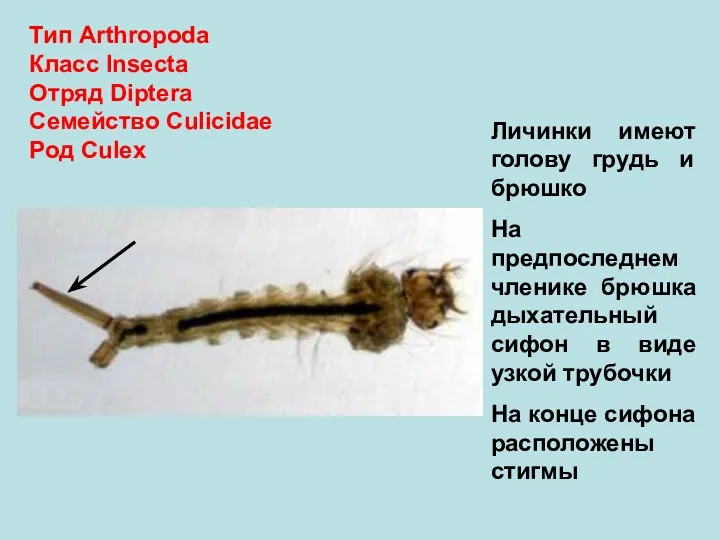 Тип Arthropoda Класс Insecta Отряд Diptera Семейство Culicidae Род Culex