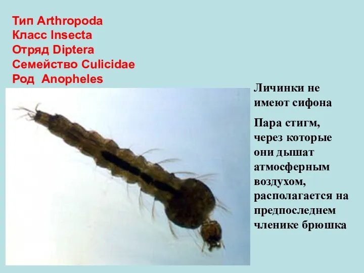 Тип Arthropoda Класс Insecta Отряд Diptera Семейство Culicidae Род Anopheles