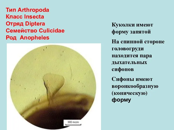 Тип Arthropoda Класс Insecta Отряд Diptera Семейство Culicidae Род Anopheles