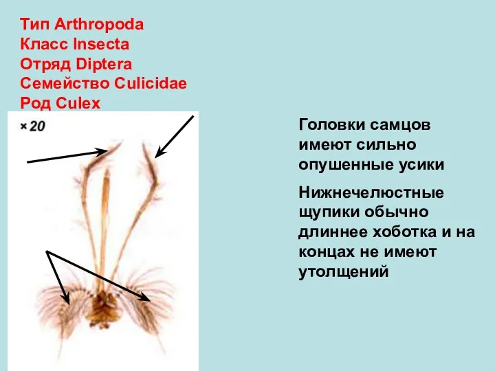 Тип Arthropoda Класс Insecta Отряд Diptera Семейство Culicidae Род Culex