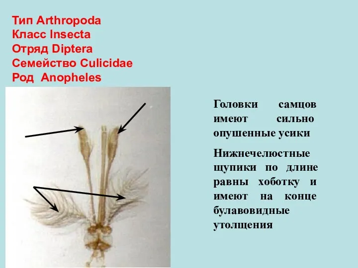 Тип Arthropoda Класс Insecta Отряд Diptera Семейство Culicidae Род Anopheles