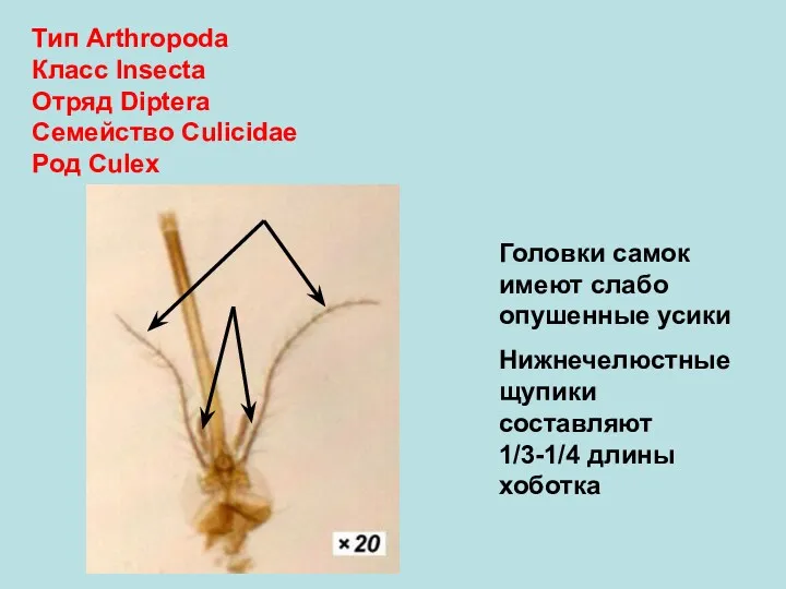 Тип Arthropoda Класс Insecta Отряд Diptera Семейство Culicidae Род Culex