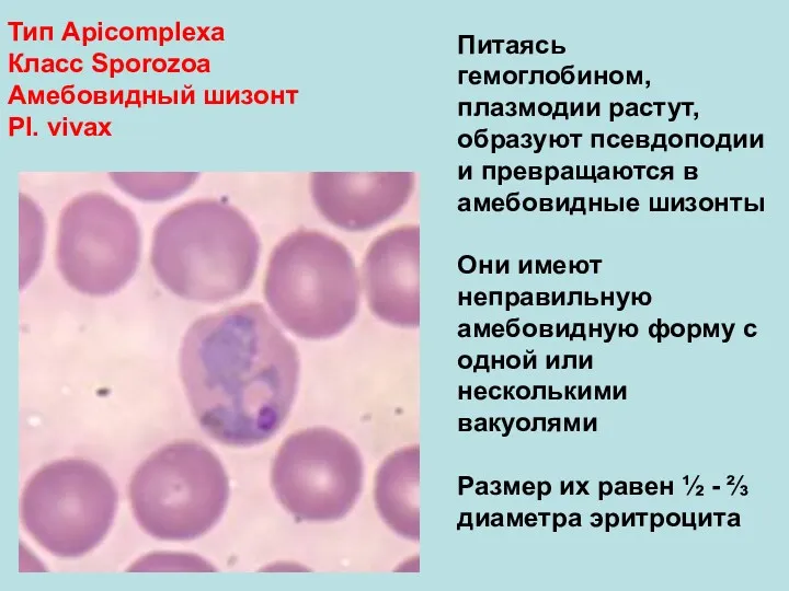 Тип Аpicomplexa Класс Sporozoa Амебовидный шизонт Pl. vivax Питаясь гемоглобином,