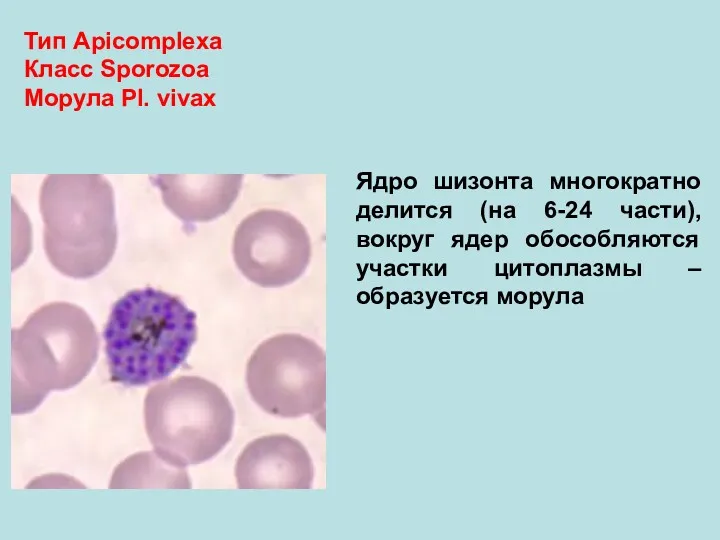 Тип Аpicomplexa Класс Sporozoa Морула Pl. vivax Ядро шизонта многократно