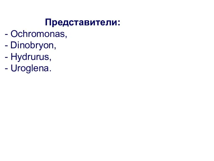 Представители: Ochromonas, Dinobryon, Hydrurus, Uroglena.