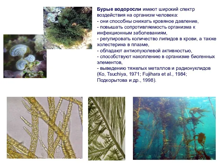 Бурые водоросли имеют широкий спектр воздействия на организм человека: -