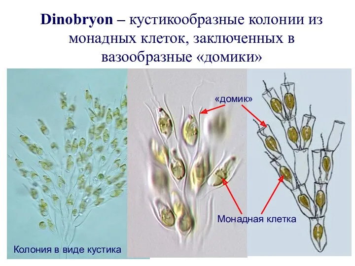 Dinobryon – кустикообразные колонии из монадных клеток, заключенных в вазообразные
