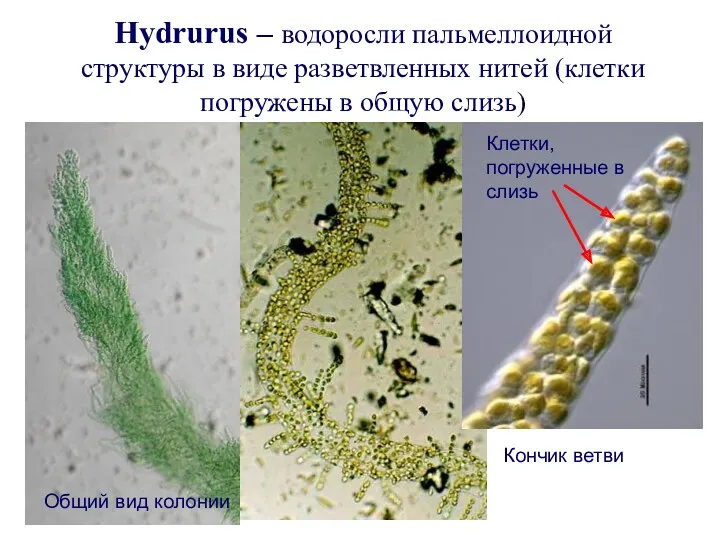 Hydrurus – водоросли пальмеллоидной структуры в виде разветвленных нитей (клетки