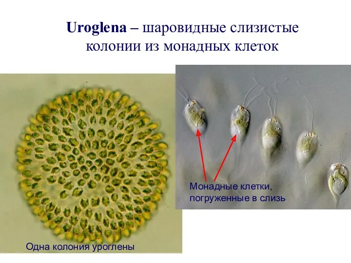 Uroglena – шаровидные слизистые колонии из монадных клеток Одна колония уроглены Монадные клетки, погруженные в слизь