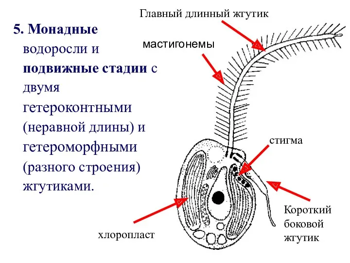 5. Монадные водоросли и подвижные стадии с двумя гетероконтными (неравной