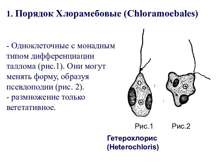 1. Порядок Хлорамебовые (Chloramoebales) - Одноклеточные с монадным типом дифференциации