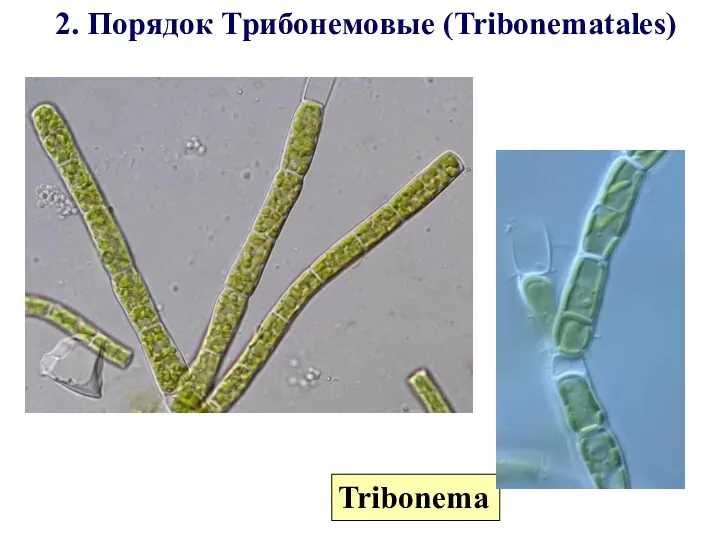 2. Порядок Трибонемовые (Tribonematales) Tribonema