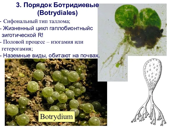 3. Порядок Ботридиевые (Botrydiales) Сифональный тип таллома; Жизненный цикл гаплобионтныйс