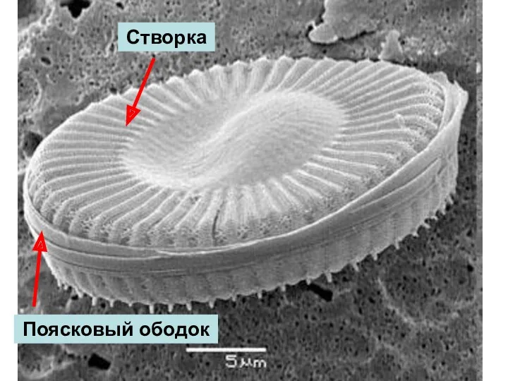 Створка Поясковый ободок