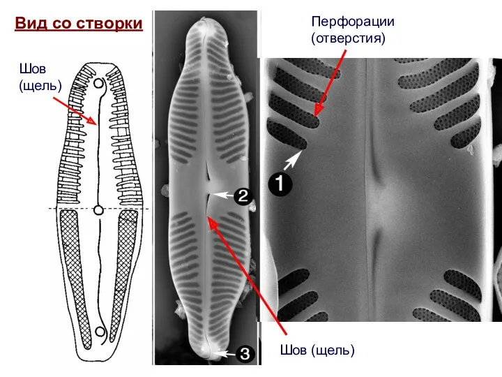 Вид со створки Перфорации (отверстия) Шов (щель) Шов (щель)