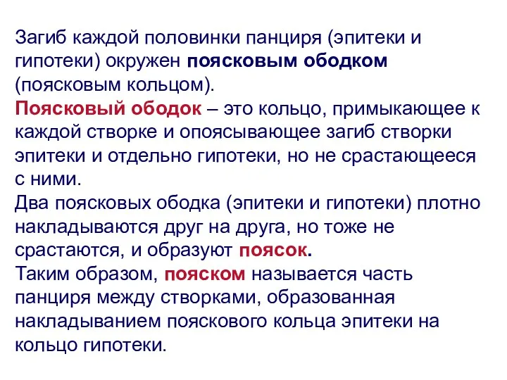 Загиб каждой половинки панциря (эпитеки и гипотеки) окружен поясковым ободком