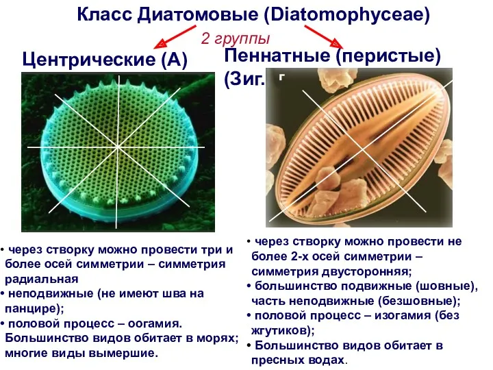 Класс Диатомовые (Diatomophyceae) Пеннатные (перистые) (Зиг.) Центрические (А) 2 группы