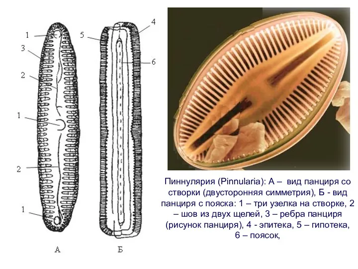 Пиннулярия (Pinnularia): А – вид панциря со створки (двусторонняя симметрия),