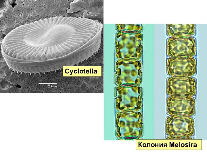 Колония Melosira Cyclotella