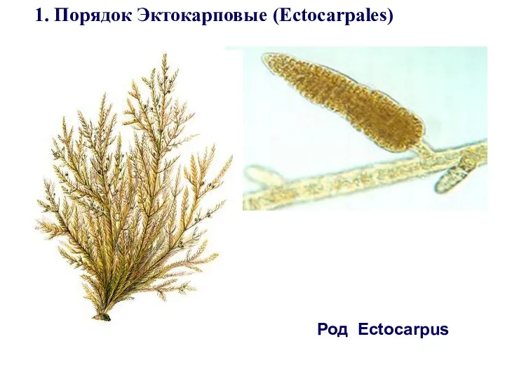 Род Ectocarpus 1. Порядок Эктокарповые (Ectocarpales)