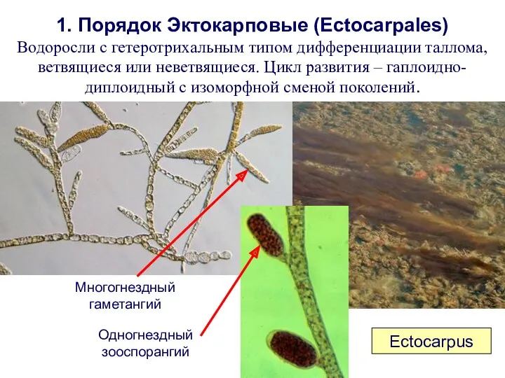 Ectocarpus 1. Порядок Эктокарповые (Ectocarpales) Водоросли с гетеротрихальным типом дифференциации